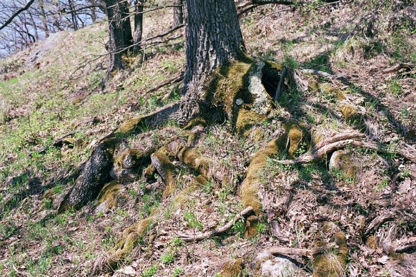 Kokošovce - Sigord, 30.4.2003
Duby na jižních svazích vrchu Sigord.
Schlüsselwörter: Slanské vrchy Kokošovce Sigord