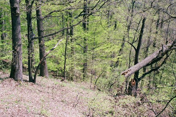 Kokošovce - Sigord, 30.4.2003
Les na jižních svazích vrchu Sigord.
Keywords: Slanské vrchy Kokošovce Sigord