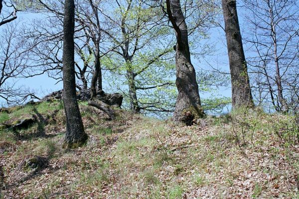 Kokošovce - Sigord, 30.4.2003
Duby na vrchu Sigord. Dutina dubu byla osídlena kovaříky Limoniscus violaceus, Cardiophorus gramineus, Crepidophorus mutilatus a Melanotus villosus.
Keywords: Slanské vrchy Kokošovce Sigord Limoniscus violaceus Cardiophorus gramineus Crepidophorus mutilatus Melanotus villosus