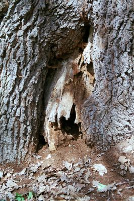 Kokošovce - Sigord, 30.4.2003
Dutý dub na jižním svahu vrchu Sigord, osídlený kovaříky Limoniscus violaceus a Cardiophorus gramineus.
Keywords: Slanské vrchy Kokošovce Sigord Limoniscus violaceus Cardiophorus gramineus