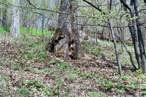 Kokošovce - Sigord, 30.4.2003
Dutý dub na jižním svahu vrchu Sigord, osídlený kovaříky Limoniscus violaceus a Cardiophorus gramineus.
Mots-clés: Slanské vrchy Kokošovce Sigord Limoniscus violaceus Cardiophorus gramineus