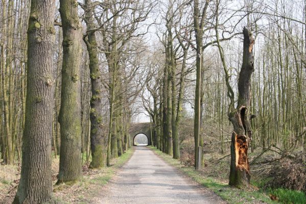 Šilheřovice, 3.4.2017
Dubová alej k bývalým kasárnám u Ostravy-Koblova. 
Klíčová slova: Šilheřovice Koblov kasárna dubová alej Ampedus cardinalis