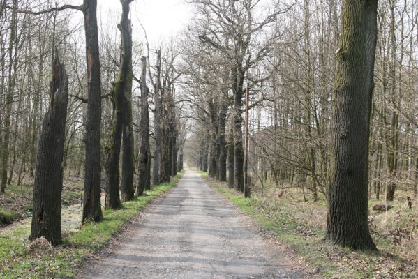 Šilheřovice, 3.4.2017
Dubová alej k bývalým kasárnám u Ostravy-Koblova. 
Klíčová slova: Šilheřovice Koblov kasárna dubová alej Ampedus cardinalis