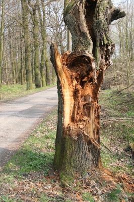 Šilheřovice, 3.4.2017
Dubová alej k bývalým kasárnám u Ostravy-Koblova. Biotop kovaříka Ampedus cardinalis.
Klíčová slova: Šilheřovice Koblov kasárna dubová alej Ampedus cardinalis