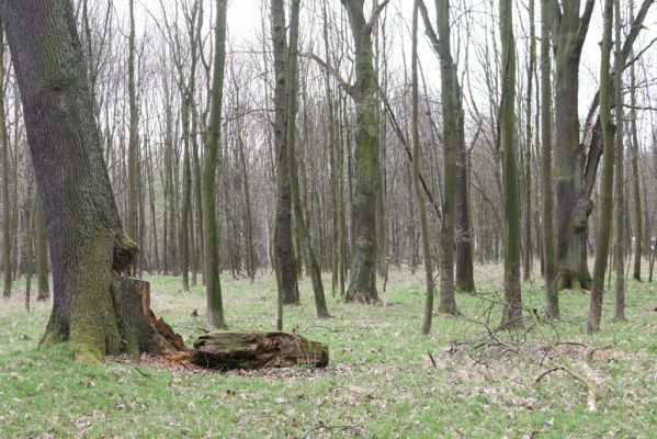 Šilheřovice, 3.4.2017
Lužní les u bývalých kasáren u Ostravy-Koblova. 
Mots-clés: Šilheřovice Koblov kasárna