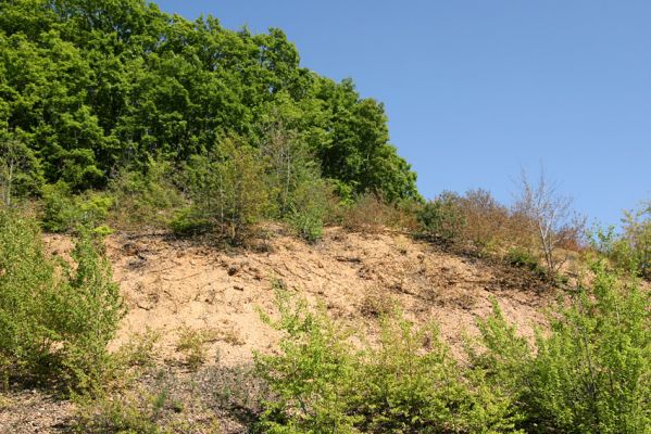 Velika Kopanja, 28.4.2009
Osluněné suťoviště na svahu nad silnicí. Biotop kovaříka Quasimus minutissimus.
Mots-clés: Velika Kopanja Quasimus minutissimus