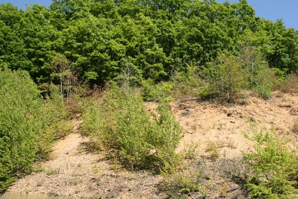 Velika Kopanja, 28.4.2009
Osluněné suťoviště na svahu nad silnicí. Biotop kovaříka Quasimus minutissimus.
Klíčová slova: Velika Kopanja Quasimus minutissimus