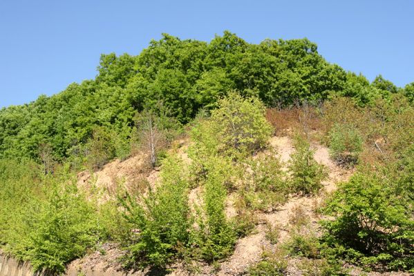 Velika Kopanja, 28.4.2009
Osluněné suťoviště na svahu nad silnicí. Biotop kovaříka Quasimus minutissimus.
Klíčová slova: Velika Kopanja Quasimus minutissimus