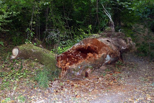 Šivetice, 2.10.2013
Starý háj na svazích vrchu Muteň.



Schlüsselwörter: Šivetice vrch Muteň