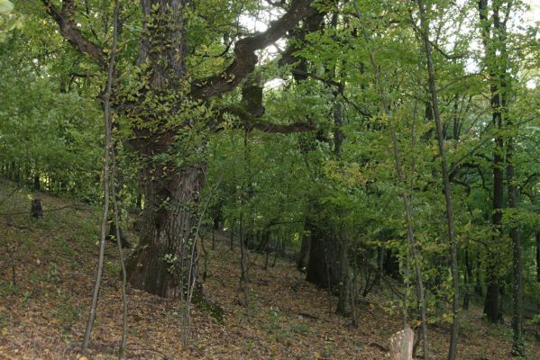Šivetice, 2.10.2013
Starý háj na svazích vrchu Muteň.



Schlüsselwörter: Šivetice vrch Muteň