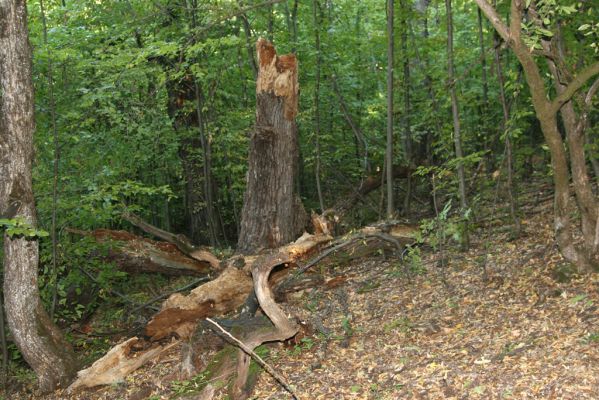 Šivetice, 2.10.2013
Starý háj na svazích vrchu Muteň.



Klíčová slova: Šivetice vrch Muteň Ampedus hjorti praeustus