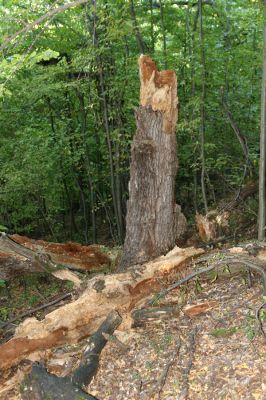 Šivetice, 2.10.2013
Starý háj na svazích vrchu Muteň.



Klíčová slova: Šivetice vrch Muteň Ampedus hjorti praeustus