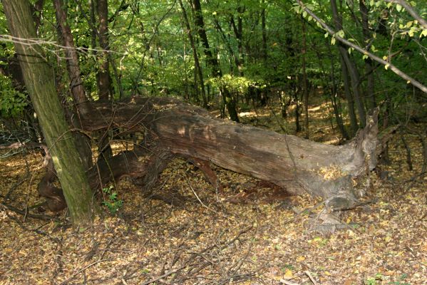 Šivetice, 2.10.2013
Starý háj na svazích vrchu Muteň.


Klíčová slova: Šivetice vrch Muteň