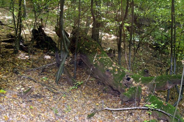 Šivetice, 2.10.2013
Starý háj na svazích vrchu Muteň.


Schlüsselwörter: Šivetice vrch Muteň