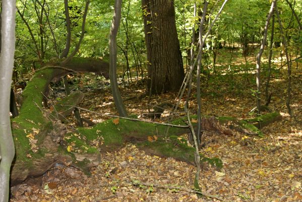 Šivetice, 2.10.2013
Starý háj na svazích vrchu Muteň.



Klíčová slova: Šivetice vrch Muteň