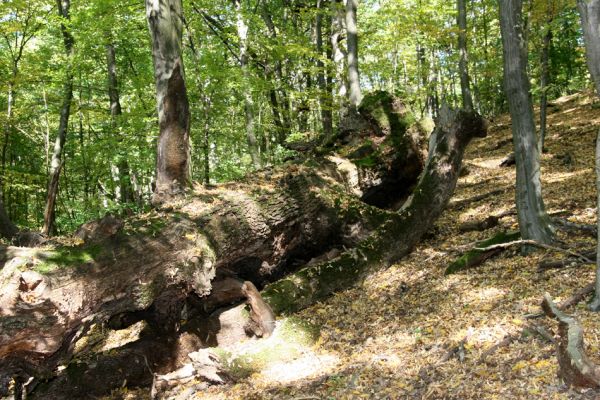 Šivetice, 2.10.2013
Starý háj na svazích vrchu Muteň.



Schlüsselwörter: Šivetice vrch Muteň