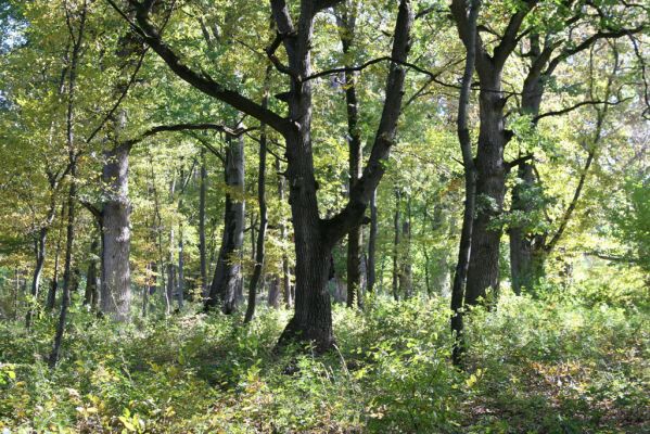 Šivetice, 2.10.2013
Starý háj na svazích vrchu Muteň.



Klíčová slova: Šivetice vrch Muteň