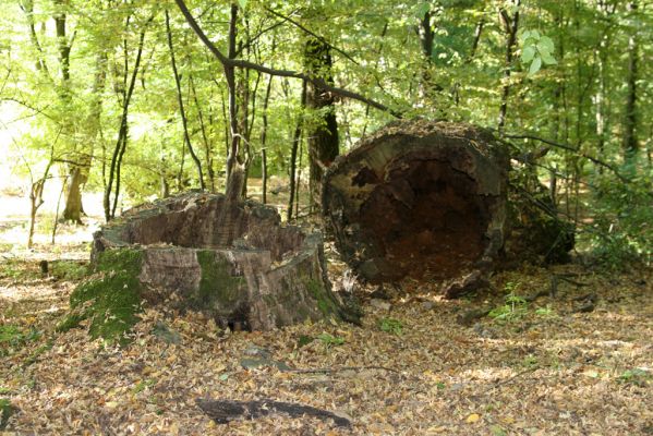 Šivetice, 2.10.2013
Starý háj na svazích vrchu Muteň - podříznutý dub. 



Klíčová slova: Šivetice vrch Muteň
