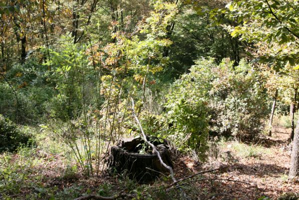 Šivetice, 2.10.2013
Starý háj na svazích vrchu Muteň - holoseč pod vysílačem.


Klíčová slova: Šivetice vrch Muteň