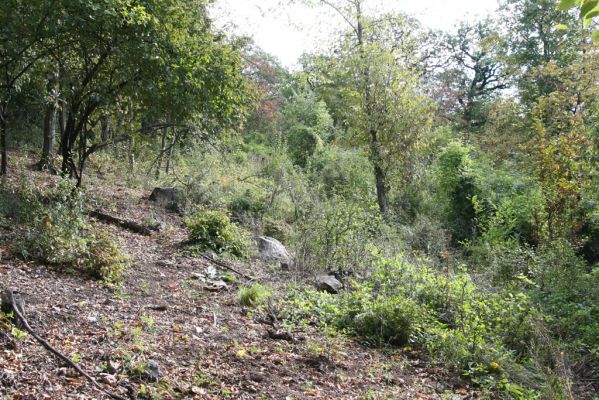 Šivetice, 2.10.2013
Starý háj na svazích vrchu Muteň - holoseč pod vysílačem.



Klíčová slova: Šivetice vrch Muteň