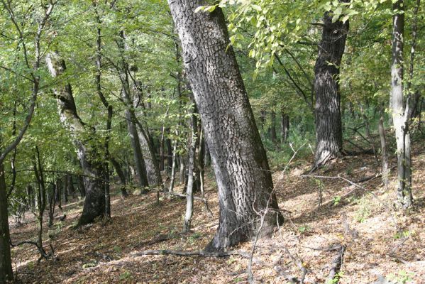 Šivetice, 2.10.2013
Starý háj na svazích vrchu Muteň.



Schlüsselwörter: Šivetice vrch Muteň