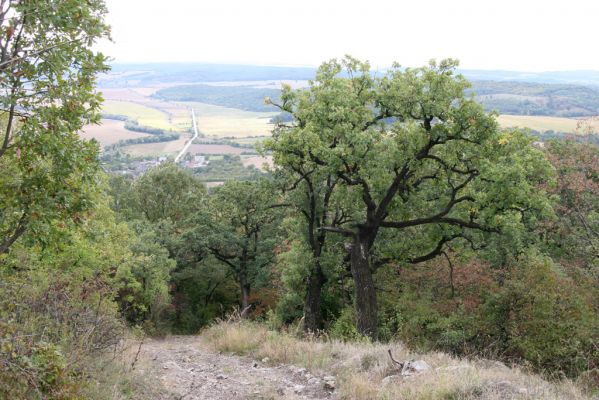 Šivetice, 2.10.2013
Vrch Muteň - cesta k vysílači.



Mots-clés: Šivetice vrch Muteň