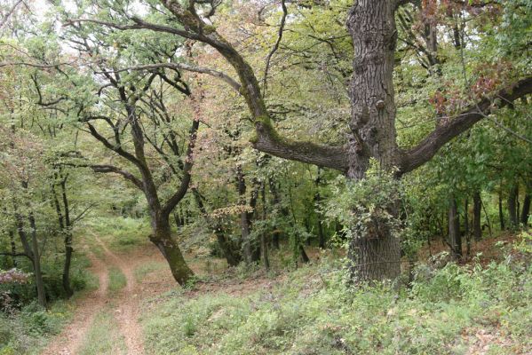 Šivetice, 2.10.2013
Starý háj na svazích vrchu Muteň - cesta k vysílači.



Klíčová slova: Šivetice vrch Muteň