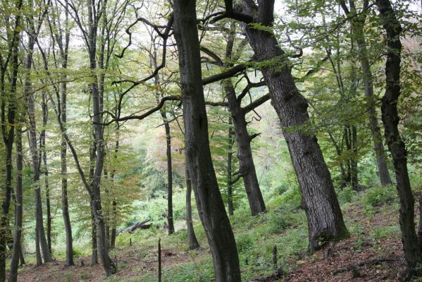 Šivetice, 2.10.2013
Starý háj na svazích vrchu Muteň.


Klíčová slova: Šivetice vrch Muteň