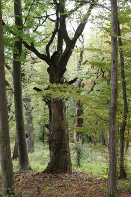Šivetice, 2.10.2013
Starý háj na svazích vrchu Muteň.



Schlüsselwörter: Šivetice vrch Muteň