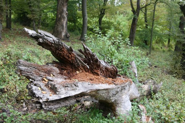 Šivetice, 2.10.2013
Starý háj na svazích vrchu Muteň - holoseč pod vysílačem.



Klíčová slova: Šivetice vrch Muteň