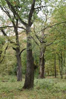 Šivetice, 2.10.2013
Starý háj na svazích vrchu Muteň.



Klíčová slova: Šivetice vrch Muteň