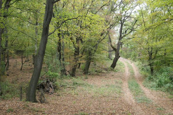 Šivetice, 2.10.2013
Starý háj na svazích vrchu Muteň - cesta k vysílači.



Klíčová slova: Šivetice vrch Muteň