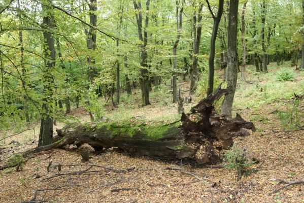 Šivetice, 2.10.2013
Starý háj na svazích vrchu Muteň.



Klíčová slova: Šivetice vrch Muteň