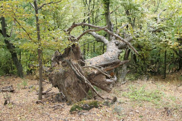 Šivetice, 2.10.2013
Starý háj na svazích vrchu Muteň.



Klíčová slova: Šivetice vrch Muteň