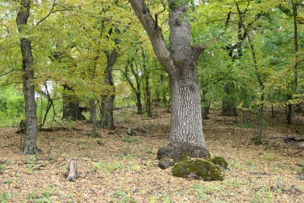Šivetice, 2.10.2013
Starý háj na svazích vrchu Muteň.



Klíčová slova: Šivetice vrch Muteň