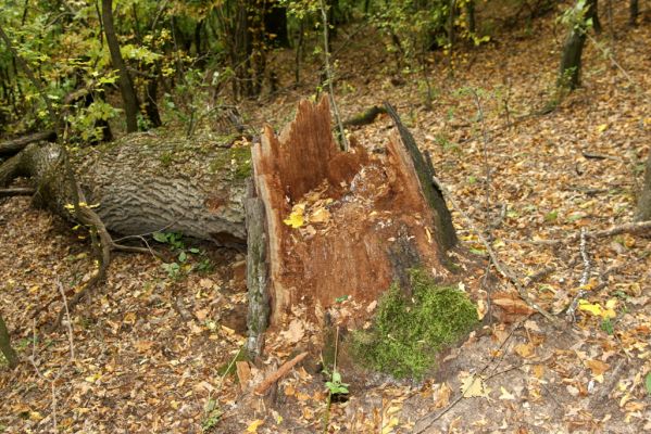 Šivetice, 2.10.2013
Starý háj na svazích vrchu Muteň.



Klíčová slova: Šivetice vrch Muteň