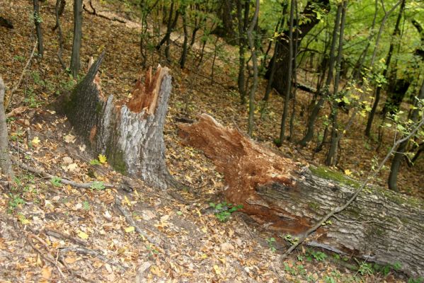 Šivetice, 2.10.2013
Starý háj na svazích vrchu Muteň.


Klíčová slova: Šivetice vrch Muteň