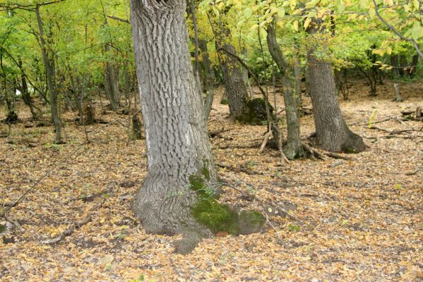 Šivetice, 2.10.2013
Starý háj na svazích vrchu Muteň.



Klíčová slova: Šivetice vrch Muteň