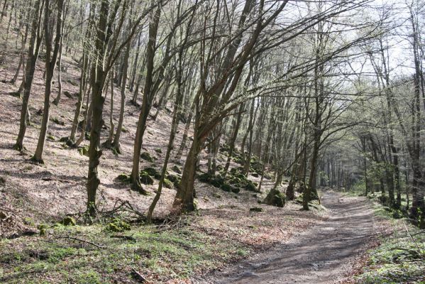 Slanské vrchy, Milíč, 28.3.2014
Suťový les v údolí Moravky u Skároše.



Klíčová slova: Skároš Slanské vrchy Milíč Ischnodes sanguinicollis