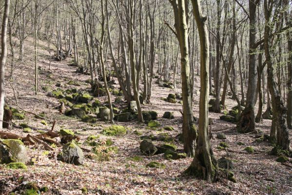 Slanské vrchy, Milíč, 28.3.2014
Suťový les v údolí Moravky u Skároše.


Mots-clés: Skároš Slanské vrchy Milíč Ischnodes sanguinicollis