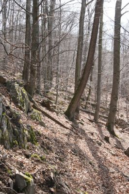 Slanské vrchy, Milíč, 28.3.2014
Suťový les u pramenů Moravky.



Klíčová slova: Skároš Slanské vrchy Milíč Ampedus praeustus nigerrimus