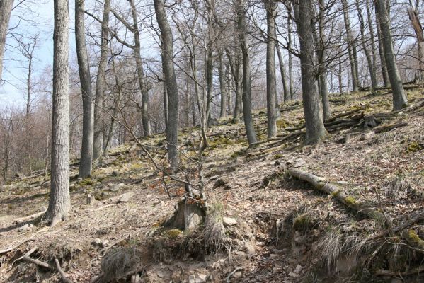 Slanské vrchy, Milíč, 28.3.2014
Suťový les u pramenů Moravky.
Klíčová slova: Skároš Slanské vrchy Milíč