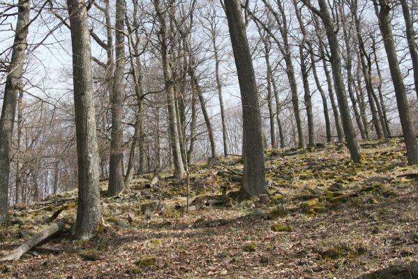 Slanské vrchy, Milíč, 28.3.2014
Suťový les u pramenů Moravky.



Klíčová slova: Skároš Slanské vrchy Milíč