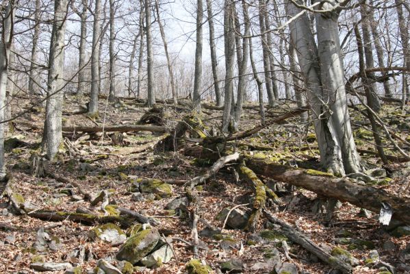 Slanské vrchy, Milíč, 28.3.2014
Suťový les u pramenů Moravky.


Klíčová slova: Skároš Slanské vrchy Milíč Ampedus praeustus nigerrimus