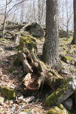 Slanské vrchy, Milíč, 28.3.2014
Suťový les u pramenů Moravky.



Klíčová slova: Skároš Slanské vrchy Milíč Ampedus nigerrimus