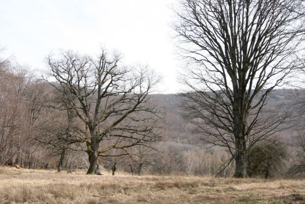 Slanské vrchy, Milíč, 28.3.2014
Marocké louky.


Klíčová slova: Slanské vrchy Milíč Marocké louky