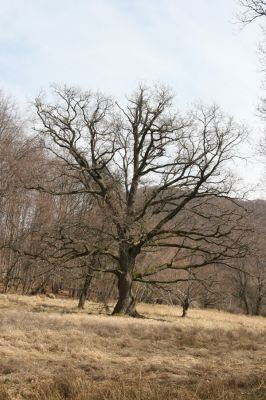 Slanské vrchy, Milíč, 28.3.2014
Marocké louky.



Schlüsselwörter: Slanské vrchy Milíč Marocké louky