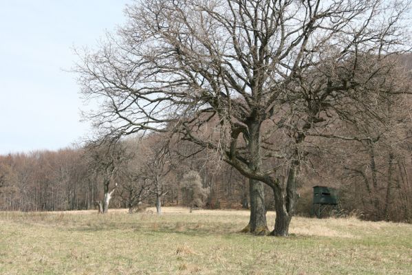 Slanské vrchy, Milíč, 28.3.2014
Marocké louky.
Schlüsselwörter: Slanské vrchy Milíč Marocké louky