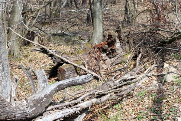 Slanské vrchy, Milíč, 28.3.2014
Prameniště Moravky pod Marockými loukami.



Mots-clés: Slanské vrchy Milíč prameniště Moravky