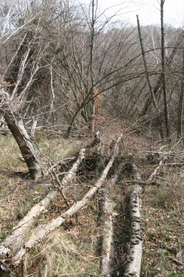Slanské vrchy, Milíč, 28.3.2014
Prameniště Moravky pod Marockými loukami.



Klíčová slova: Slanské vrchy Milíč prameniště Moravky